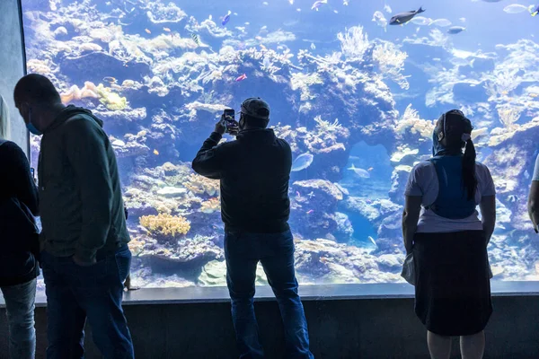 Туристи Фотографують Клітинку Великої Акваріумної Сцени Темній Кімнаті Барвистою Рибою — стокове фото