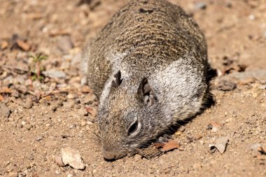 Sincap pis bir alanda yiyecek arıyor.