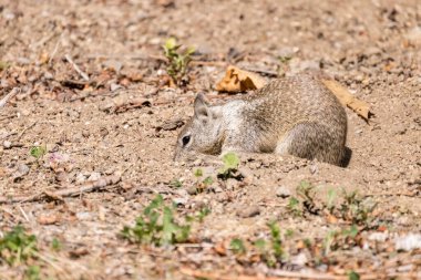 Sincap, güneşli bir günde toprağı kokluyor ve yiyecek arıyor.