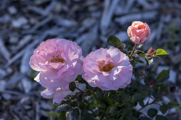 Wunderschön Beleuchtetes Trio Rosa Rosen Mit Grauem Rindenhintergrund — Stockfoto