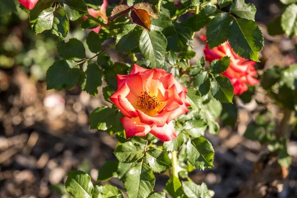 Rosa Pfirsich Rose Einem Grünen Garten Mit Einem Blatt Und — Stockfoto