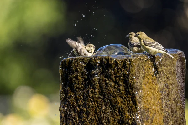 One bird uses a fountain bath while two more watch