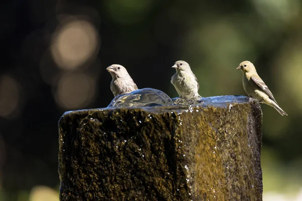 Three Birds Sitting Stone Water Fountain — Stock Photo, Image