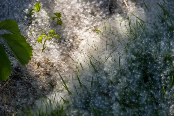 Потік Бавовняного Дерева Розсіявся Сніг Полі Трави — стокове фото