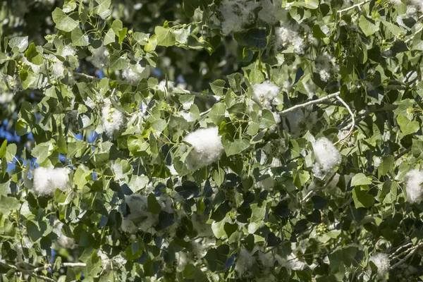 Grote Klontjes Katoenhout Pluisallergenen Een Boom Voordat Wegblazen Rechtenvrije Stockafbeeldingen