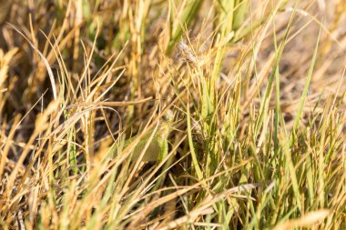 Yumurtadan yeni çıkmış yeşil yusufçuk yumurtadan çıkmış kabukların ve çimen saplarının arasında saklanır.