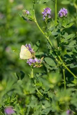 Sarı yeşil ve pembe kelebekler yeşil bir alanda mor çiçeklerle ziyafet çekiyorlar.