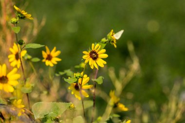 Arı ve kelebek sarı ve kahverengi çiçekleri paylaşıyor.