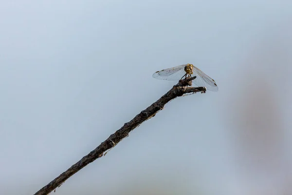 Front View Green Dragonfly Black Stick Blue Sky — Stockfoto