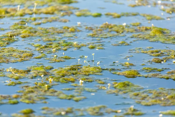 Slime Covered Pond Surface Tiny White Flowers Growing — Fotografia de Stock