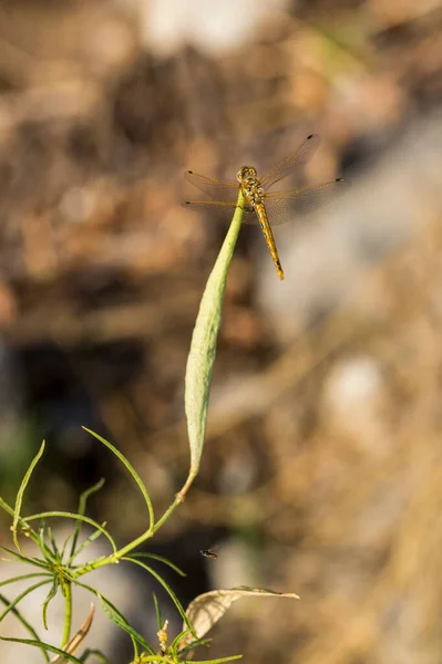 Green Orange Dragonfly Perched Milkweed Pod — Foto Stock