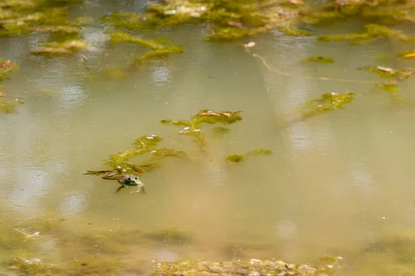 Frog Swimming Lazily Middle Scummy Pond — Zdjęcie stockowe