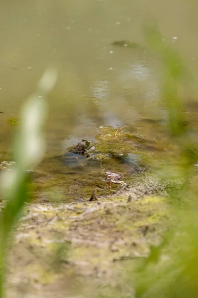 숨겨진 연못에서 개구리를 — 스톡 사진