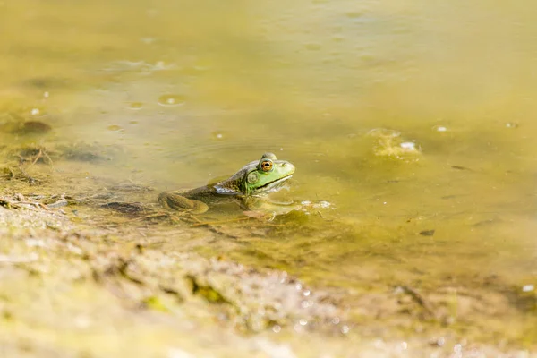 Zielona Żaba Bulwiasta Złotymi Oczami Siedzi Stawie Szumowinowej Wody Pierścieniami — Zdjęcie stockowe