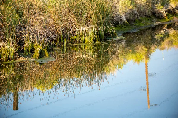 Śliski Rów Wypełniony Wodą Wyłożony Trzcinami Trawą Odbicie Bieguna Mocy — Zdjęcie stockowe