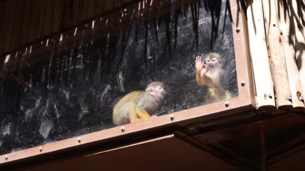 Pequeños Monos Observan Gente Través Una Ventana Sucia Mientras Toman — Vídeo de stock