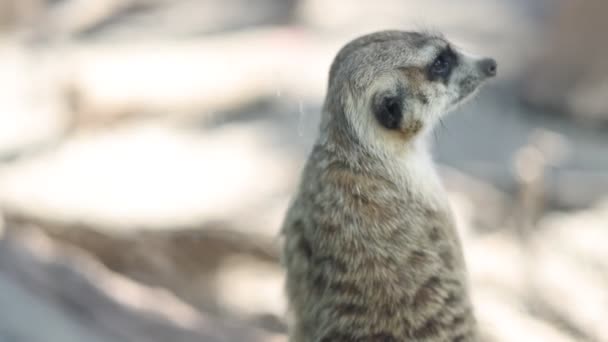Meercat Cerca Está Observando Peligro — Vídeos de Stock