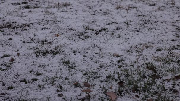 Granizo Tamaño Mármol Cae Cielo Nublado Rebotando Hacia Abajo Para — Vídeo de stock