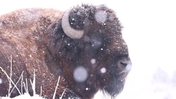 High Key Touro Búfalo Inverno Durante Tempestade Neve Câmera Lenta — Vídeo de Stock