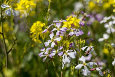 Narin mor çiçekler kanola tarlasında yetişir.