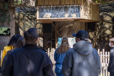 İnsanlar küçük maymunların yüksek bir bölmede yemek yemesini izliyor.