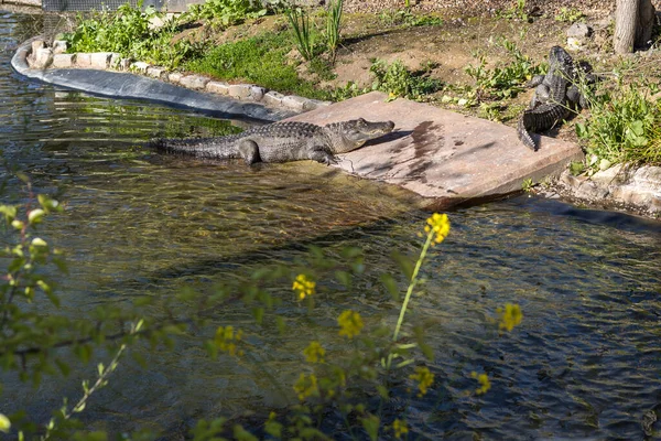 Dos Cocodrilos Disfrutan Cerca Pequeño Estanque Sol — Foto de Stock