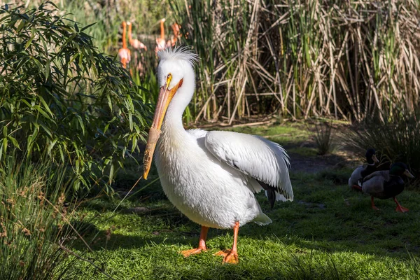 Pelicano Posando Uma Pequena Clareira Parque Com Outros Pássaros — Fotografia de Stock