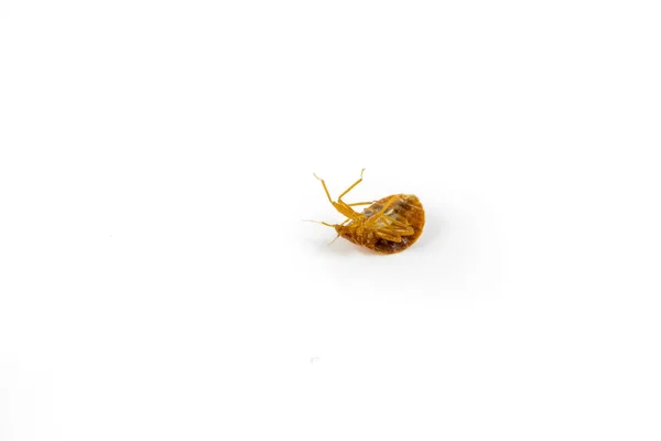 Insectos Mortos Mortos Com Químicos Vista Inclinada Cabeça Para Baixo Fotos De Bancos De Imagens