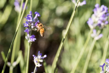 Hareket halindeki kanatlı bal arısı, bir tarlada açan mor çiçeğe konar.