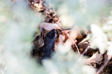 Kara kertenkele yapraklı zemindeki bir saklanma alanının altından gözetliyor.