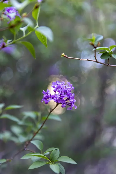 Junger Strauchzweig Mit Violetten Blüten Die Von Bokeh Lichtkreisen Hinterleuchtet — Stockfoto
