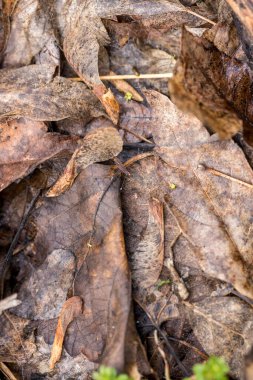 Ağaç tohumu ve yaprakları kahverengi desenli zemini kirletir.