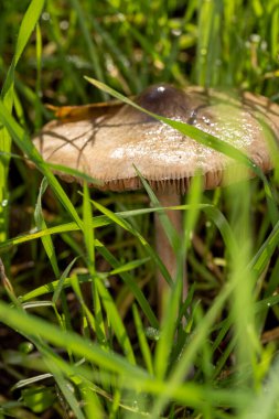 Sümüksü kahverengi solungaçlı mantar çimenlerin arasında yetişir