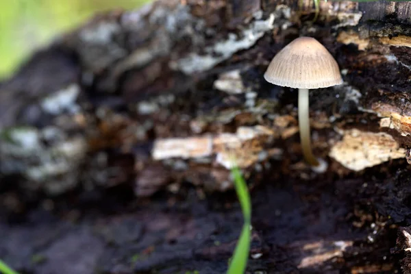 Single White Mushroom Grows Tree Bark — Stock Photo, Image