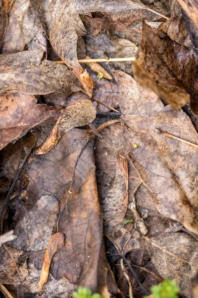 Ağaç tohumu ve yaprakları kahverengi desenli zemini kirletir.