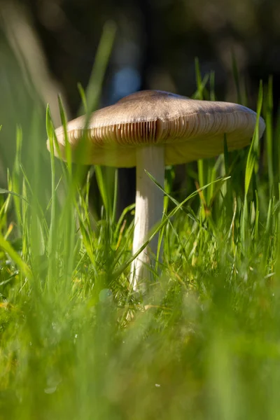 Otların arasında büyüyen büyük beyaz solungaçlı mantar.