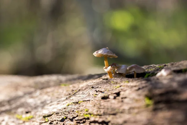 Four Young Mushrooms Growing Cell Signal Bars Each One Higher — Stock Photo, Image