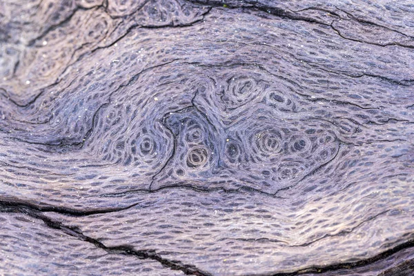 Ροζ Γκρίζες Σπείρες Στην Υφή Ενός Κορμού Δέντρου Από Κοντά — Φωτογραφία Αρχείου