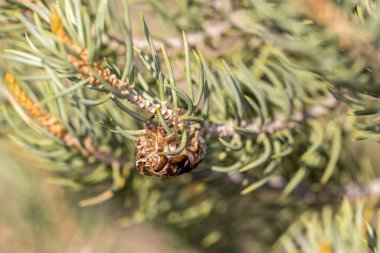 Ağustosböceğinin dış iskeleti bir çam dalına saçılmış.