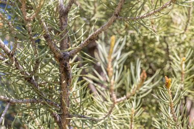 Çam ağacının dalına gizlenmiş ve kamufle olmuş tek bir ağustos böceği.