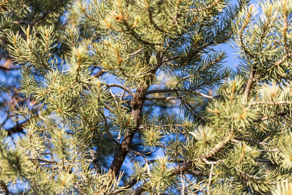 Single Cicada Well Camouflaged Pine Tree Branch — Stock Photo, Image