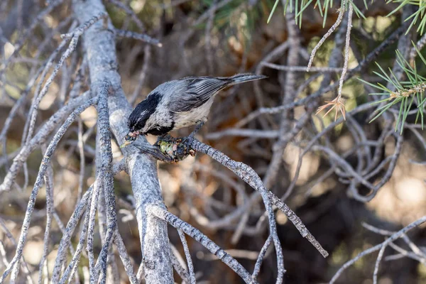 Greasy parent bird with captured cicada prey harvests insect to feed hatchlings