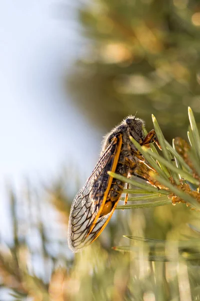 Single Oranje Zwarte Cicade Goed Verlicht Een Dennenboom Tak Stockfoto