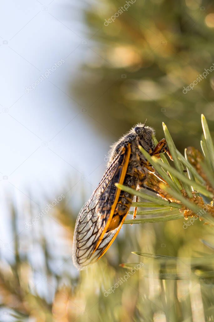 Single orange and black cicada well lit on a pine tree branch