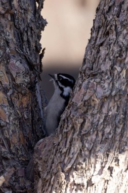 Gölgedeki Downey ağaçkakanı ağaçtaki bir çatalın arkasından böcek arıyor.