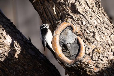 Downey ağaçkakanı, arka planda bir ağaç oyuğuna tutunuyor.