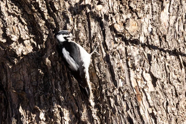Dzięcioł Downey Kora Drzewa Pchając Swój Język Pęknięć Owadach — Zdjęcie stockowe