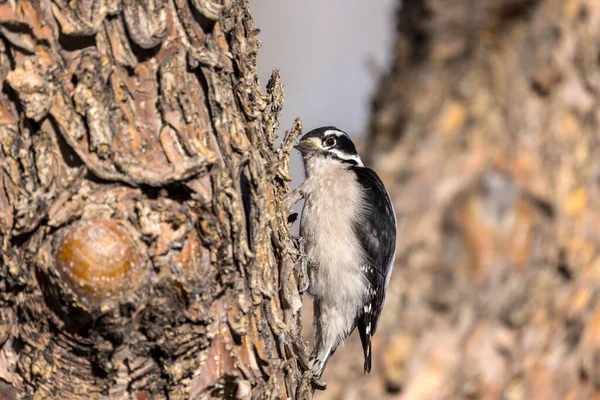 Downey Woodpecker Looking Closely Bugs Tree Bark — стоковое фото