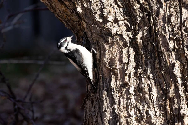 Downey Specht Auf Einem Baum Vor Dunklem Hintergrund — Stockfoto