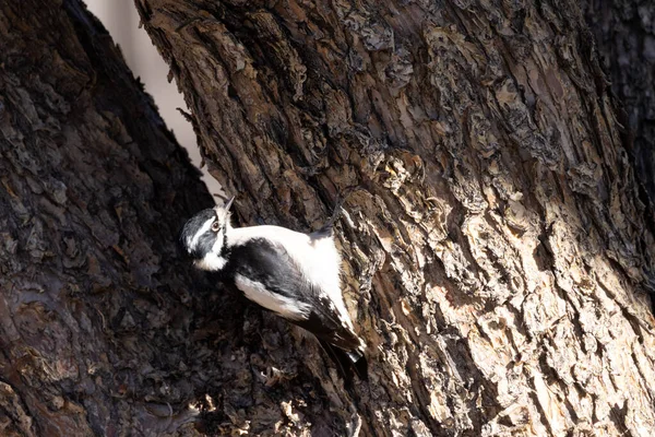 Downey Woodpecker Clinging Tree Fork Looking Bugs Eat — Stock Photo, Image